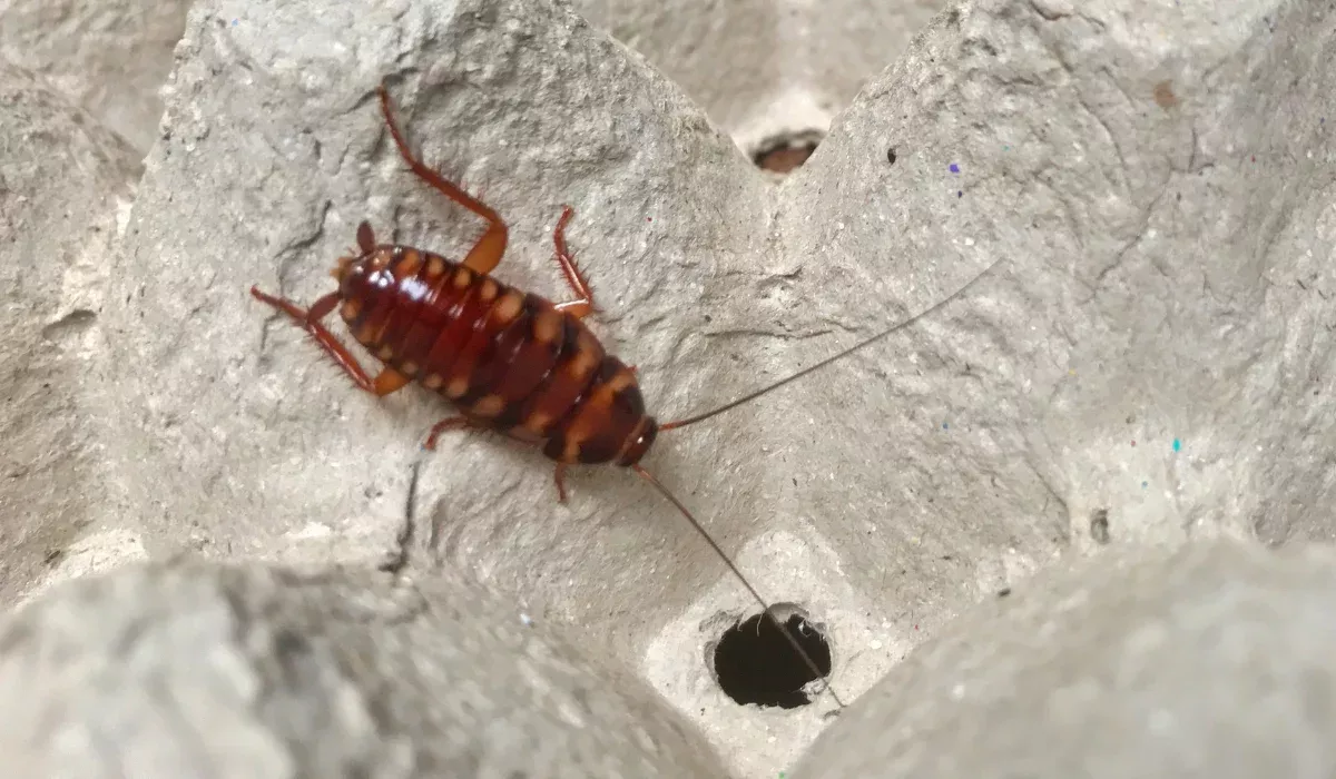 How to Get Rid of Cockroaches in California | Simple Pest Management