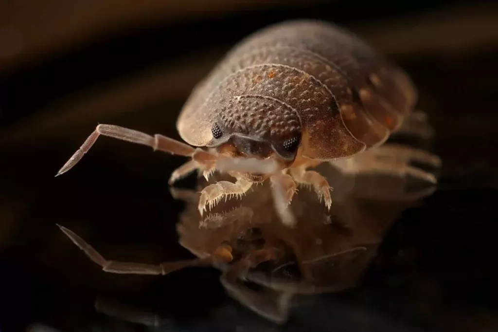 A close-up of an adult bed bug