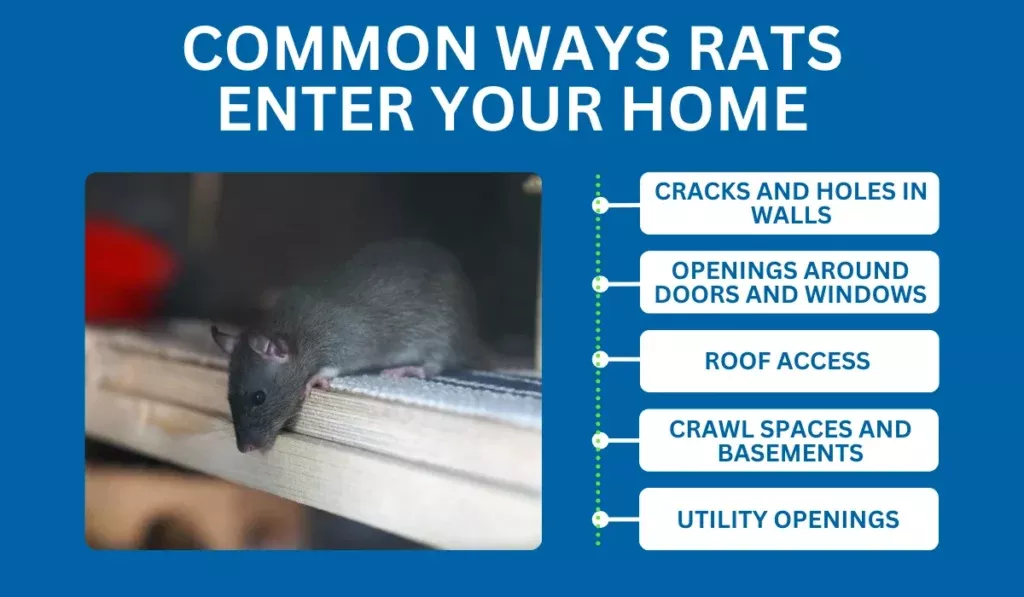 Common Ways Rats Enter Your Home