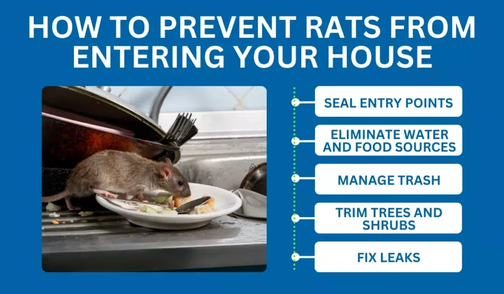 How to Prevent Rats from Entering Your House
