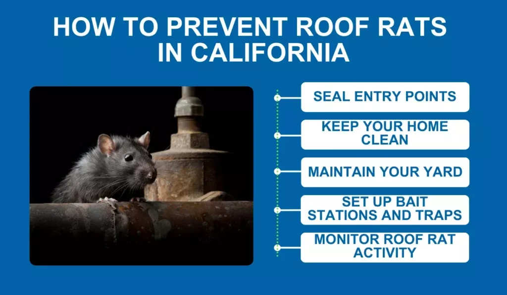 How to Prevent Roof Rats in California