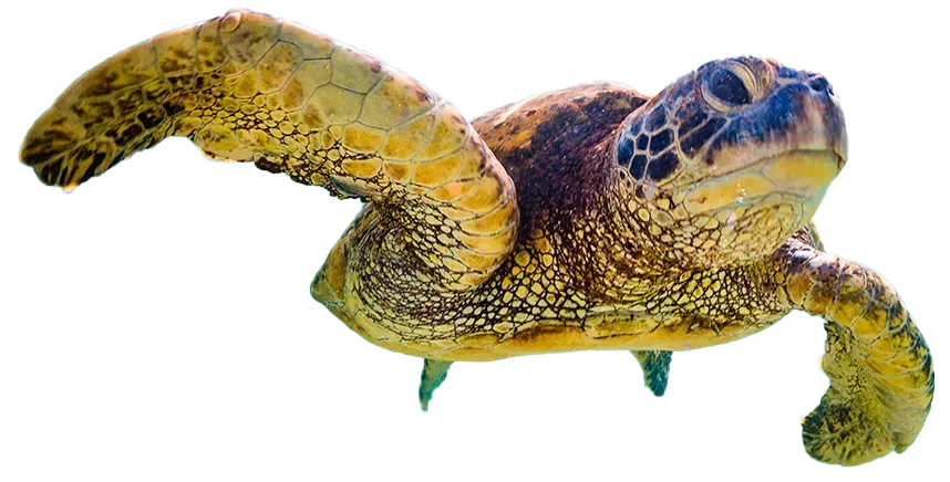 Visual Realm 2 turtle