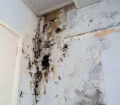 mold-remediation-company Mold Remediation Company