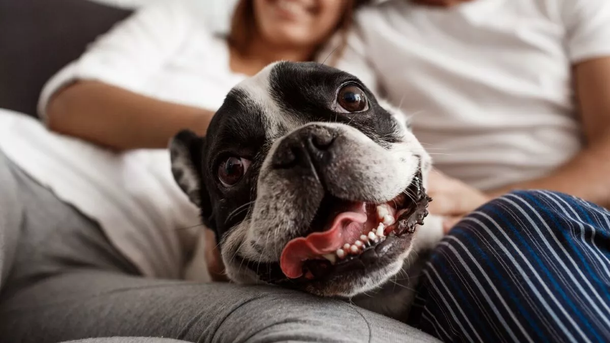 Avoir un chien à Paris : comment faire au mieux ? Les bonnes pratiques