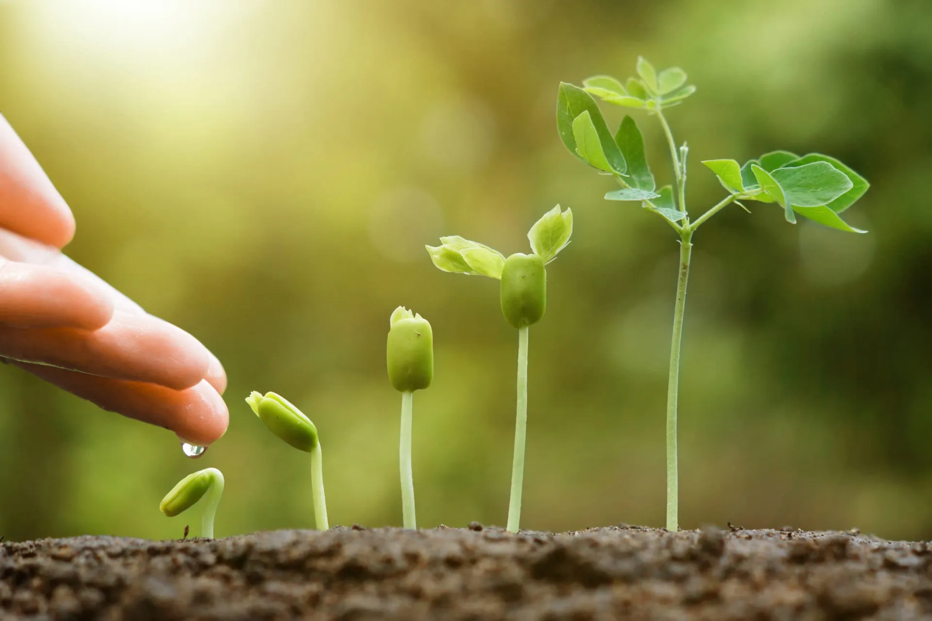 Growing B2B and Medtech Sales Leads Naturally Hand planting seedling stages symbolizing growth in B2B and medtech sales.