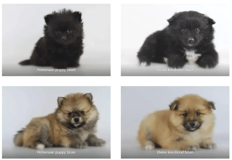 Wat is het verschil tussen een duitse kees, pomeriaan, kleine kees en dwergkees? 1 Verschil keeshond pomeriaan