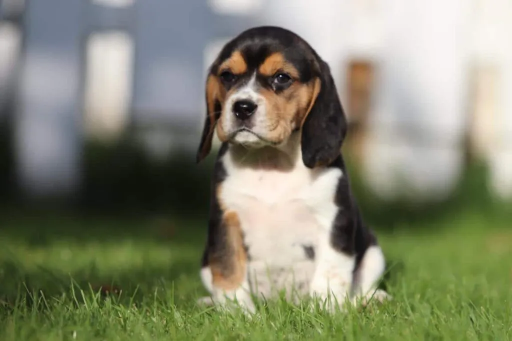 Avantages et inconvรฉnients des beagles : les beagles sont-ils de bons chiens? 1 Avantages et inconvรฉnients du beagle
