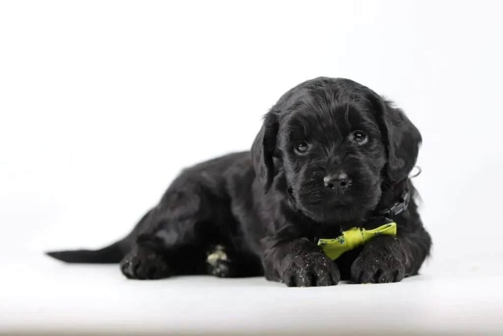 Labradoodle without a waitlist: tips for finding a great pup 4 Labradoodle pup vinden