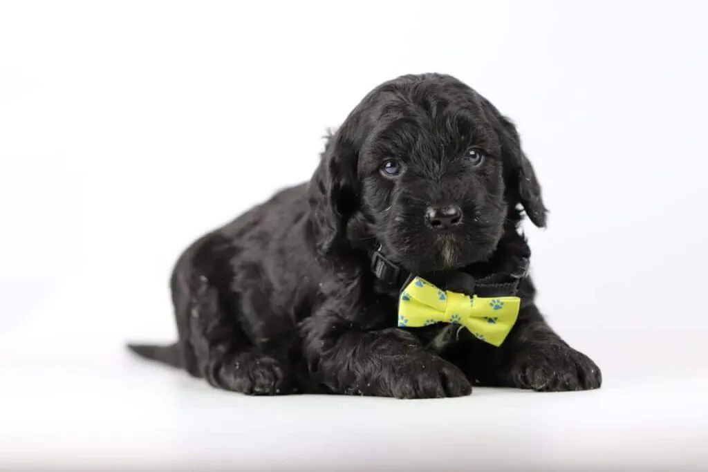 Labradoodle without a waitlist: tips for finding a great pup 6 Labradoodle vinden