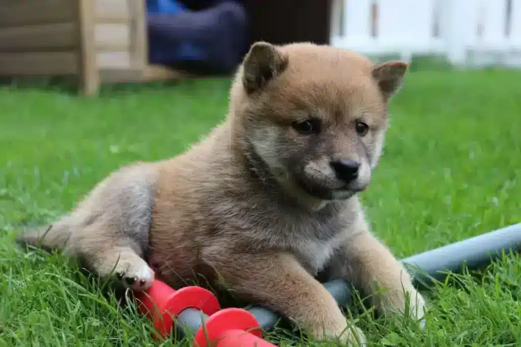 Algemene karaktereigenschappen van de shiba inu 2 I'll need more information about the content or topic of the page to generate relevant seo keywords. Could you please provide some details about the page content or its target audience?