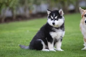 Pomsky prijs? 4 Pomsky prijs vergelijken