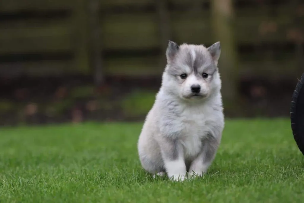 Pomsky prijs? 3 Pomsky prijsinformatie