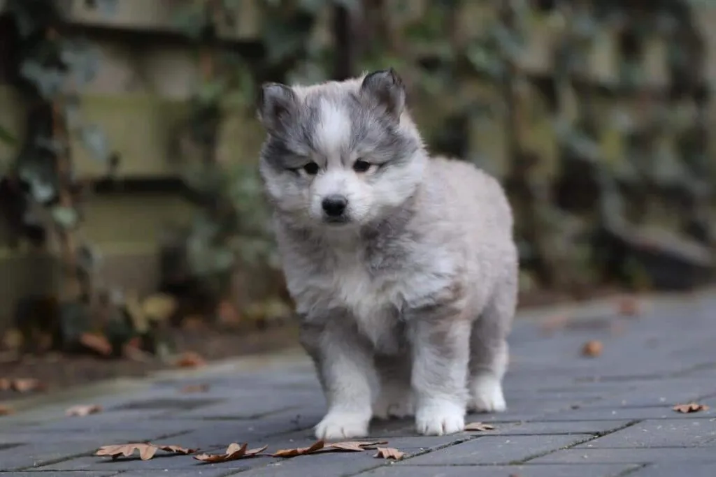 Pomsky - un compagnon affectueux ร quatre pattes 1 But i need more specific information about the content of the page or its title in order to generate relevant seo keywords. Could you please provide more details?