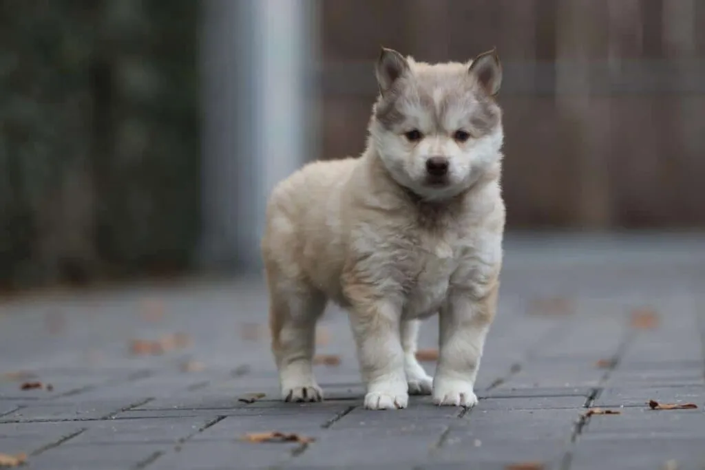 Pomsky - un compagnon affectueux ร quatre pattes 3 Online vindbaarheid