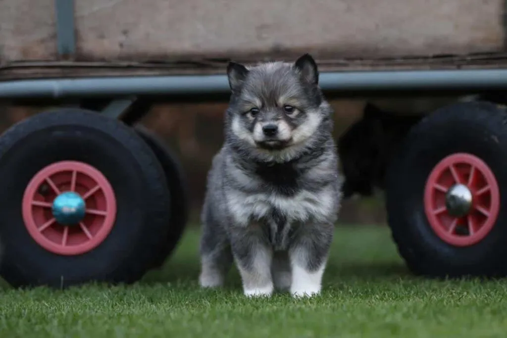 Pomsky - un compagnon affectueux ร quatre pattes 2 Pomsky aanschaf kosten