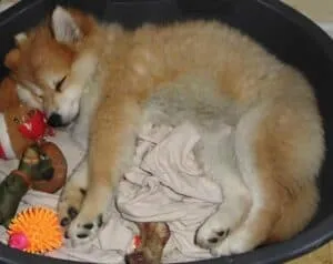 Pomsky adulte : quelle taille atteint un pomsky? 2 Pomsky puppy