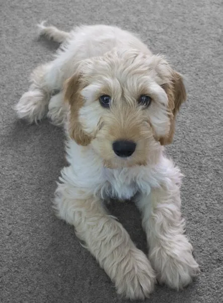 Chiots cockapoo ร vendre โ รฉleveur belge depuis 1991 3 Cockapoo adolescent