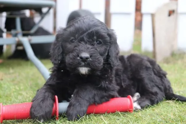Goldendoodle pups for sale 2 Goldendoodle puppy te koop