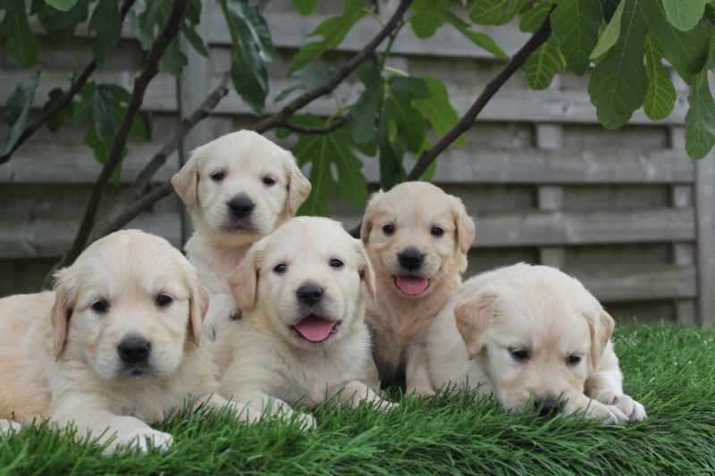 Golden retriever welpen zu verkaufen - belgischer zรผchter 1 Golden retriever pups beschikbaar