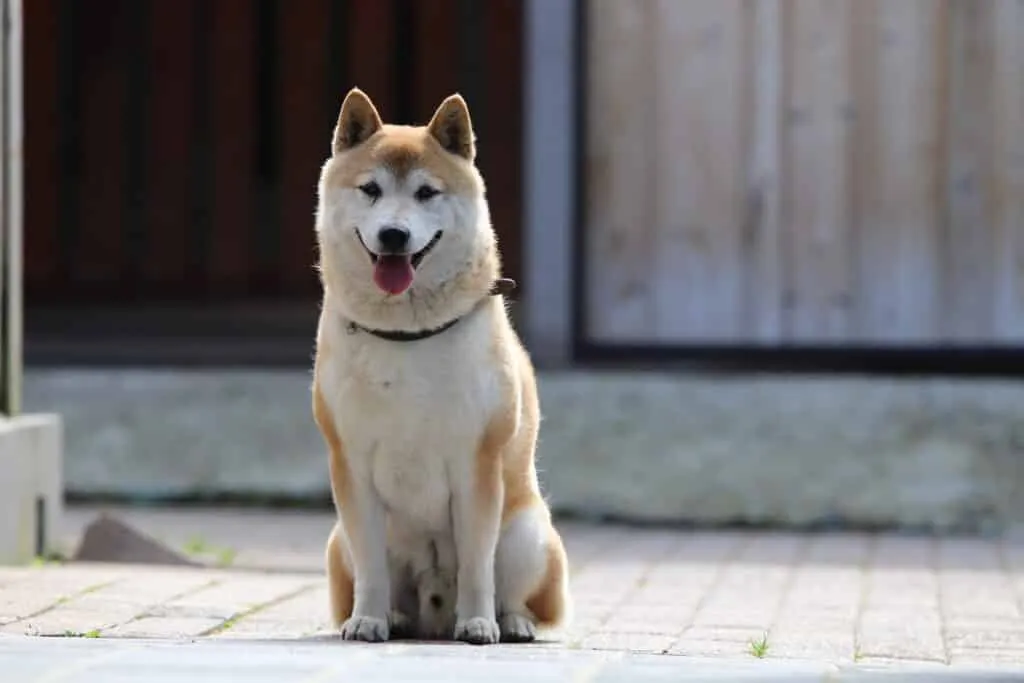 Wanneer is een shiba inu volgroeid? Groeitabel van een shiba 2 Shiba inu volgroeid