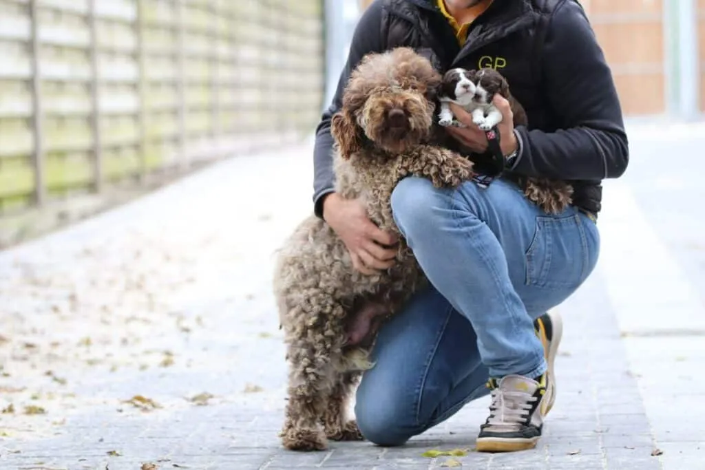 Chiens belges - chiots belges - woefkesranch 2 Chiens belges lagotto