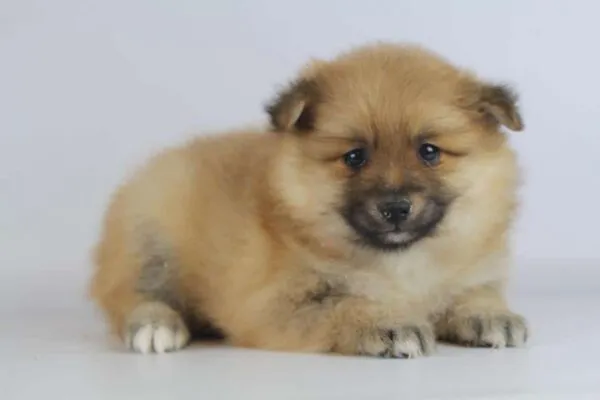 Wat is het verschil tussen een duitse kees, pomeriaan, kleine kees en dwergkees? 5 Spitz vergelijking
