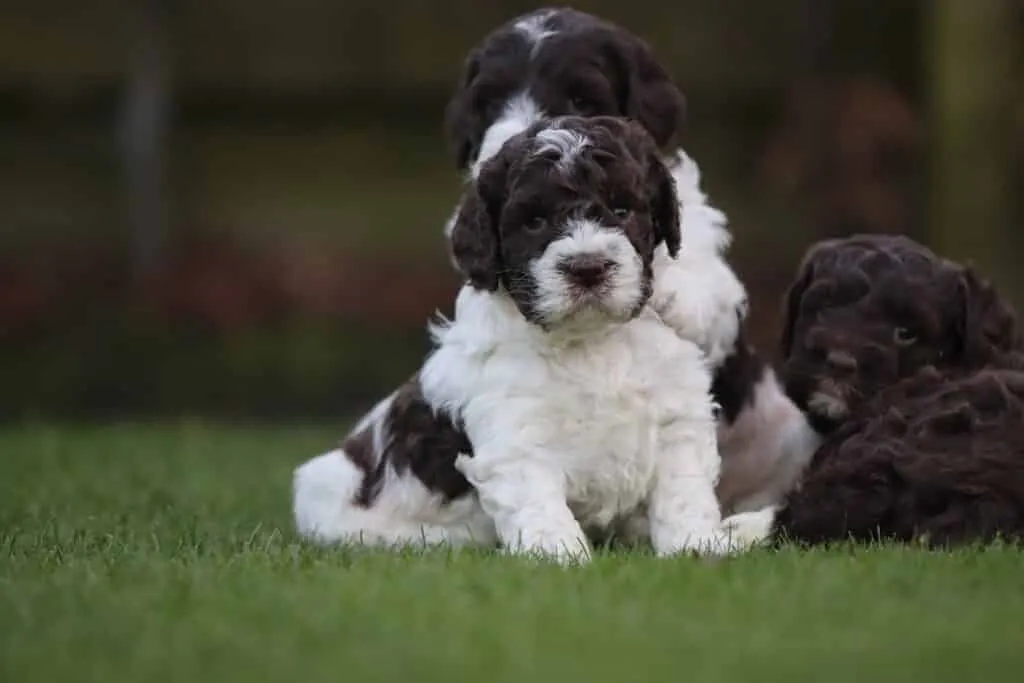 Medium-sized dog breeds: which dog breeds are considered medium-sized? 9