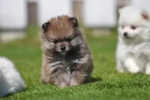 Pomeriaan pups te koop bij belgisch fokker 9 Dwergkeesje - pomeriaan pups te koop
