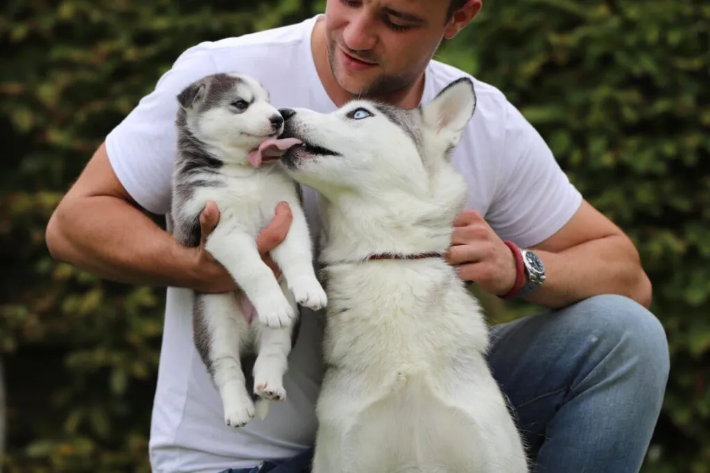 Belgian puppies with belgian passport 1 Belgian puppies husky