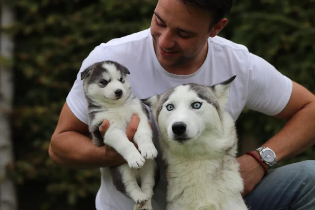 Chiens belges - chiots belges - woefkesranch 1 Chiens belges