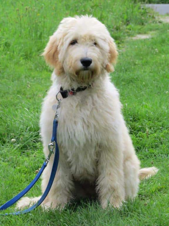 Gestation period in dogs: how long are dogs pregnant? 4 Dog pregnancy