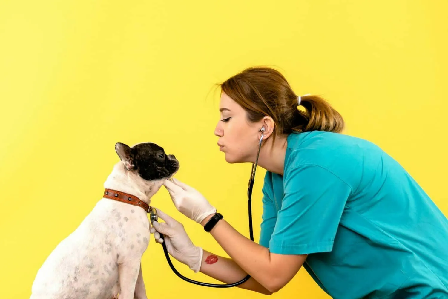 Comparer les assurances pour chiens โ lesquelles recommandons-nous? 1 Souscrire une assurance pour chien