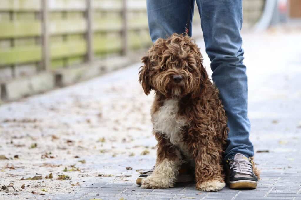 Lagotto romagnolo puppies for sale in belgium 2 Italian water dog