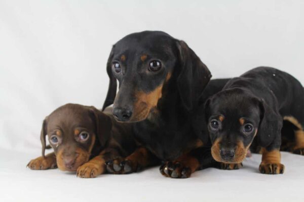 Gestation period in dogs: how long are dogs pregnant? 1 Gestation period in dogs