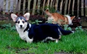 Informations sur le welsh corgi pembroke 7