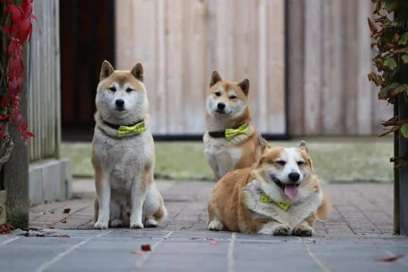 Chiens belges - chiots belges - woefkesranch 3 รlevage shiba inu