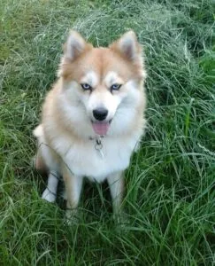Pomsky adulte : quelle taille atteint un pomsky? 1 Pomsky volwassen