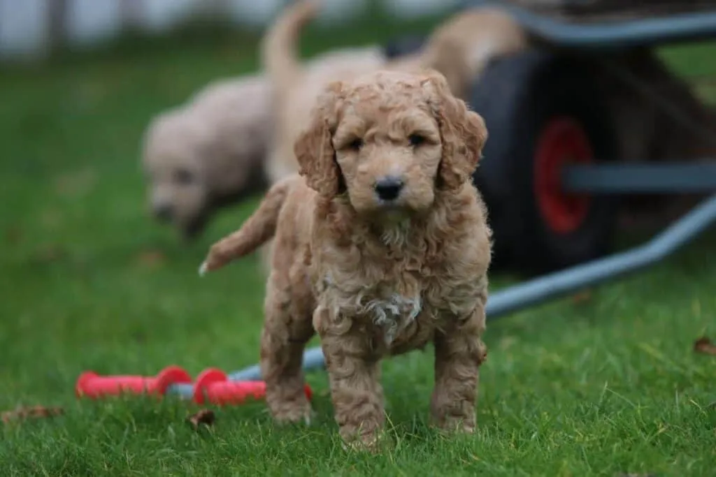 Prix du labradoodle : combien coรปte un labradoodle? 4 Labradoodle ร vendre