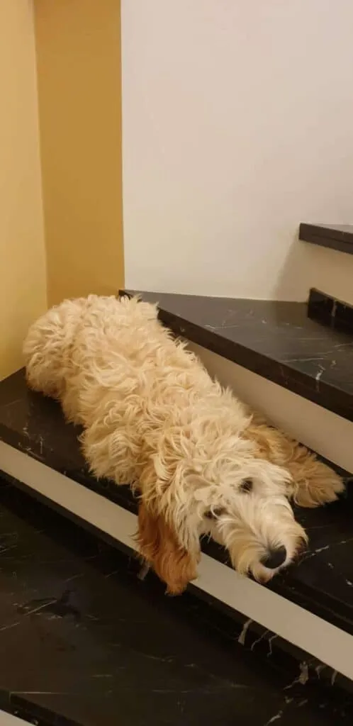 Labradoodle ou lagotto romagnolo? Analyse des principales diffรฉrences. 4 Google