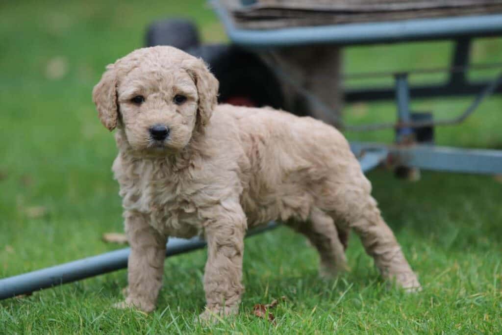 Prix du labradoodle : combien coรปte un labradoodle? 2 Acheter un labradoodle