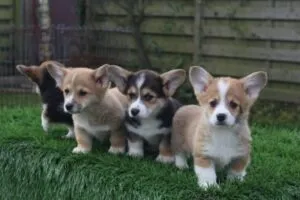 Informations sur le welsh corgi pembroke 17