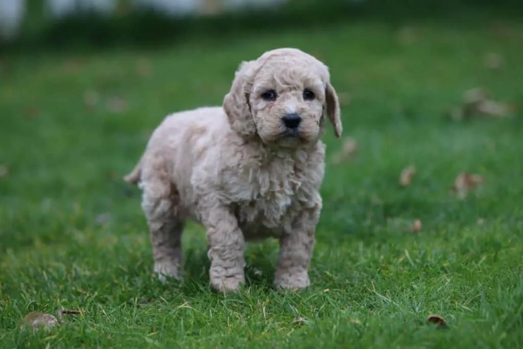 Prix du labradoodle : combien coรปte un labradoodle? 3 Combien coรปte un labradoodle