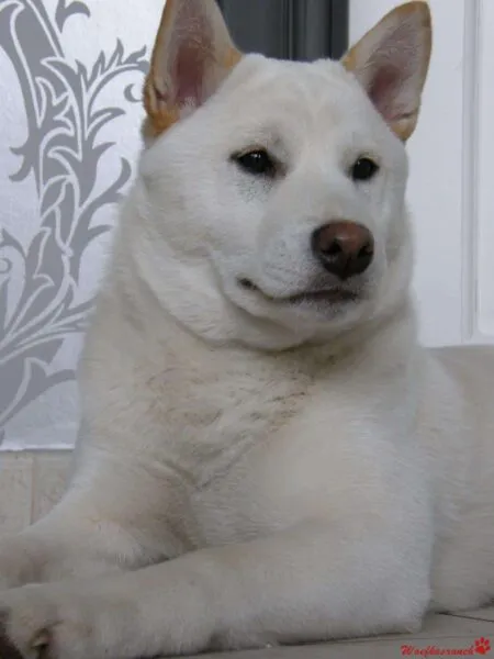 Origine d'un chiot : chez un รฉleveur reconnu? 1 Puppykwekerij