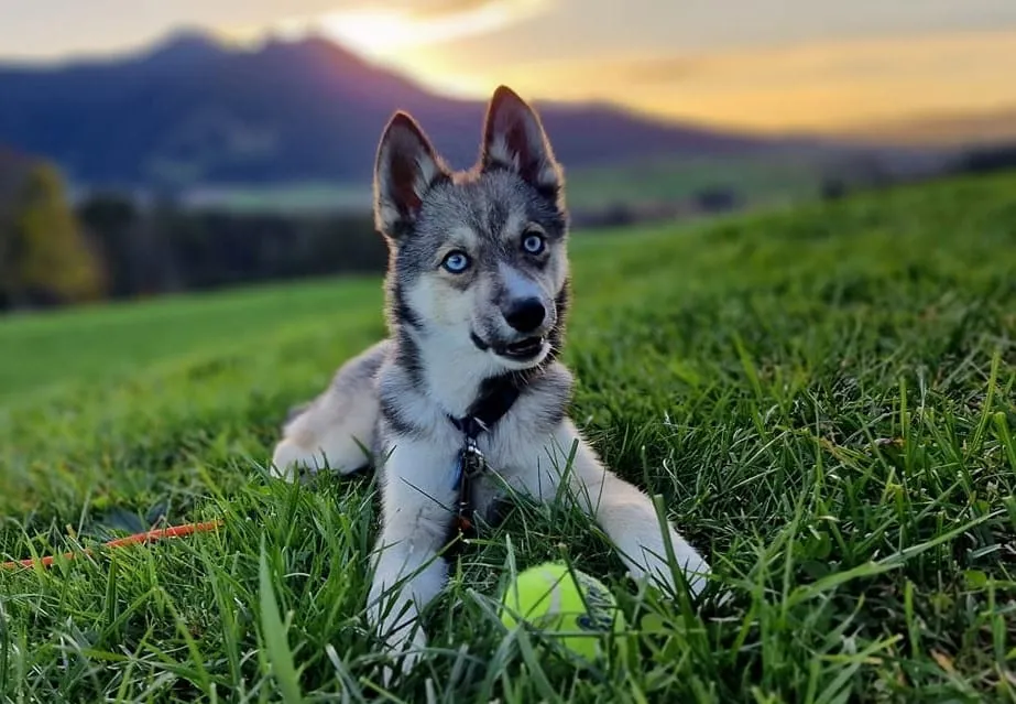 Medium-sized dog breeds: which dog breeds are considered medium-sized? 12 Choosing medium-sized dog breeds
