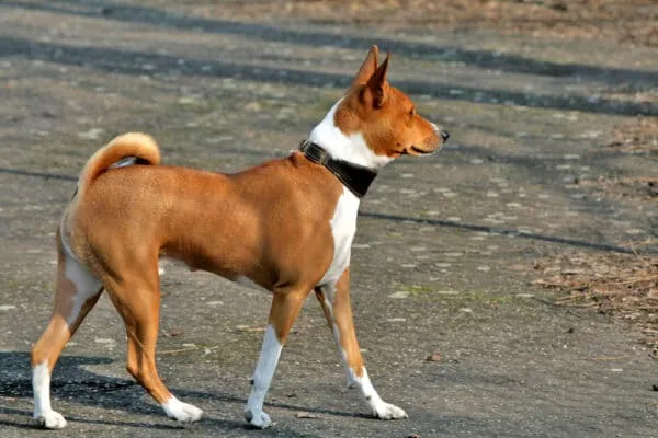 Low-barking dogs: which bark the least? 1 Basenji