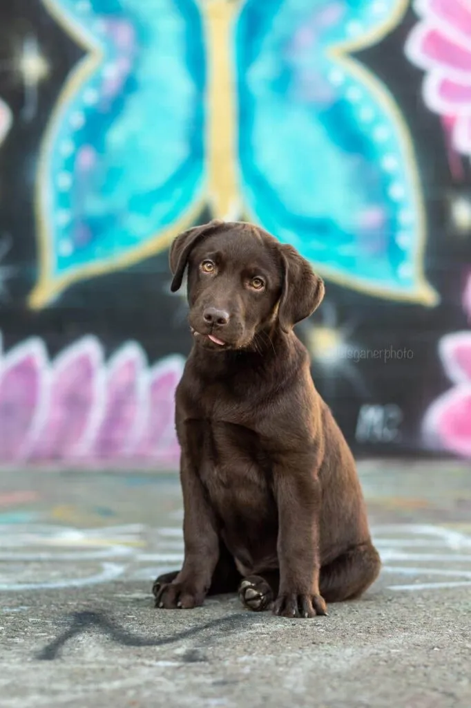 Hunde mit langen ohren: 6 schรถne hunderassen 6