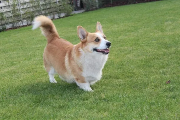 Informations sur le welsh corgi pembroke 4 Corgi te koop