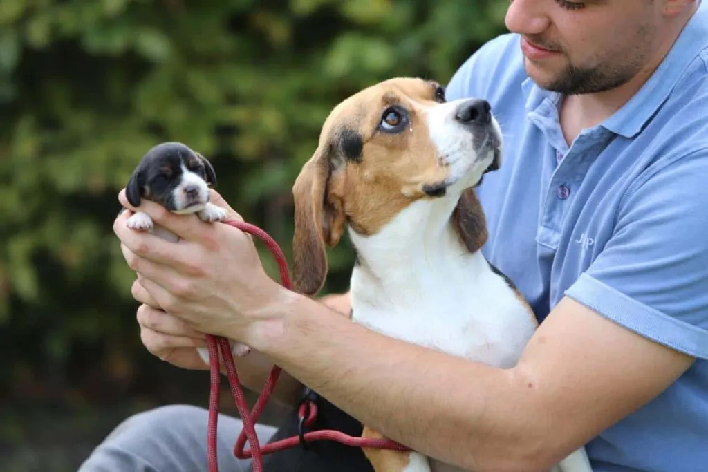 Avantages et inconvรฉnients des beagles : les beagles sont-ils de bons chiens? 2 Inconvรฉnients du beagle