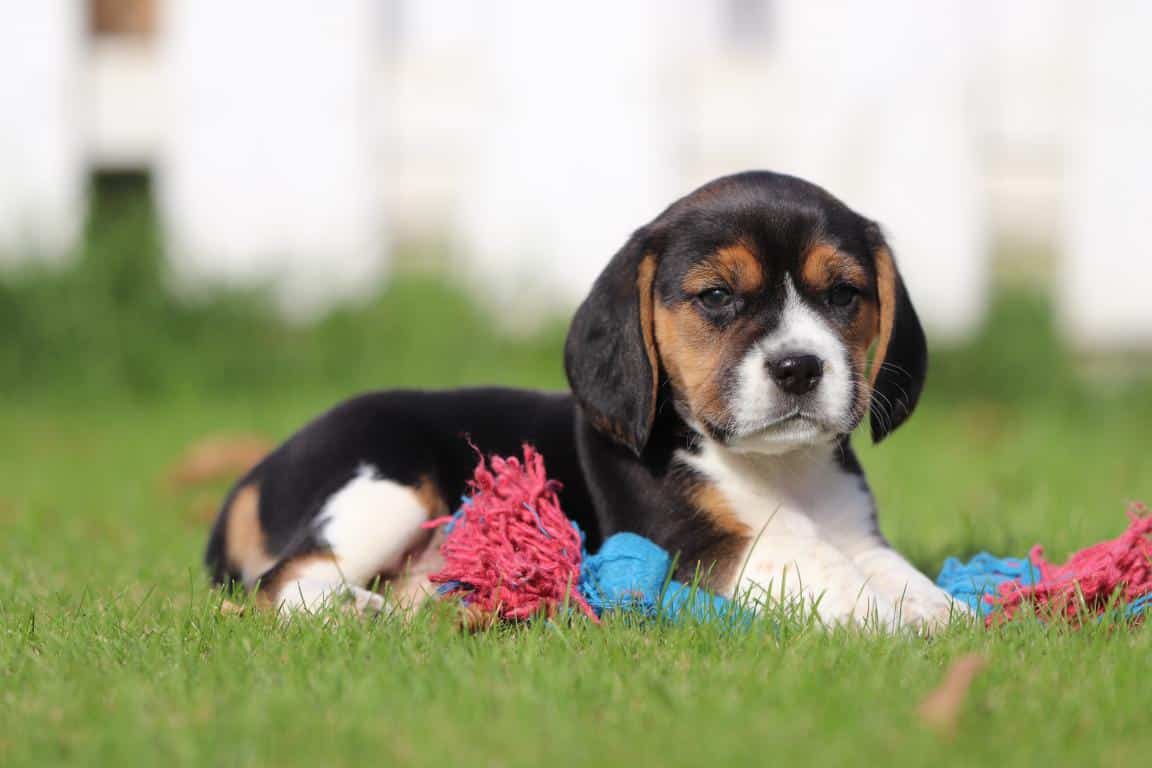 Waar vind ik een geweldig goede beagle fokker? 1 Top beagle fokker