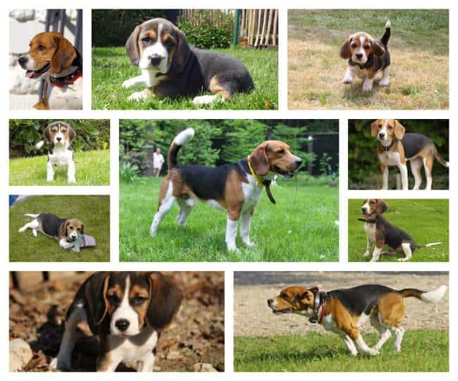 Chiots beagle bruxelles ร vendre 1 Prix beagle